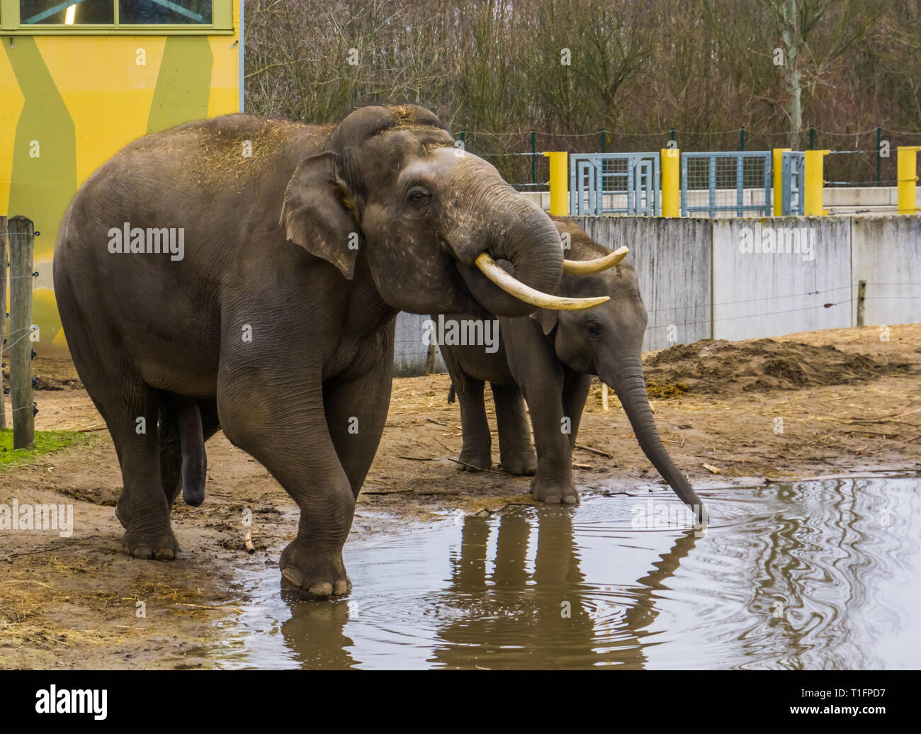 Elefanti asiatici acqua potabile insieme, maschio Tusked elephant trunk messa in bocca, animali in pericolo da Asia Foto Stock