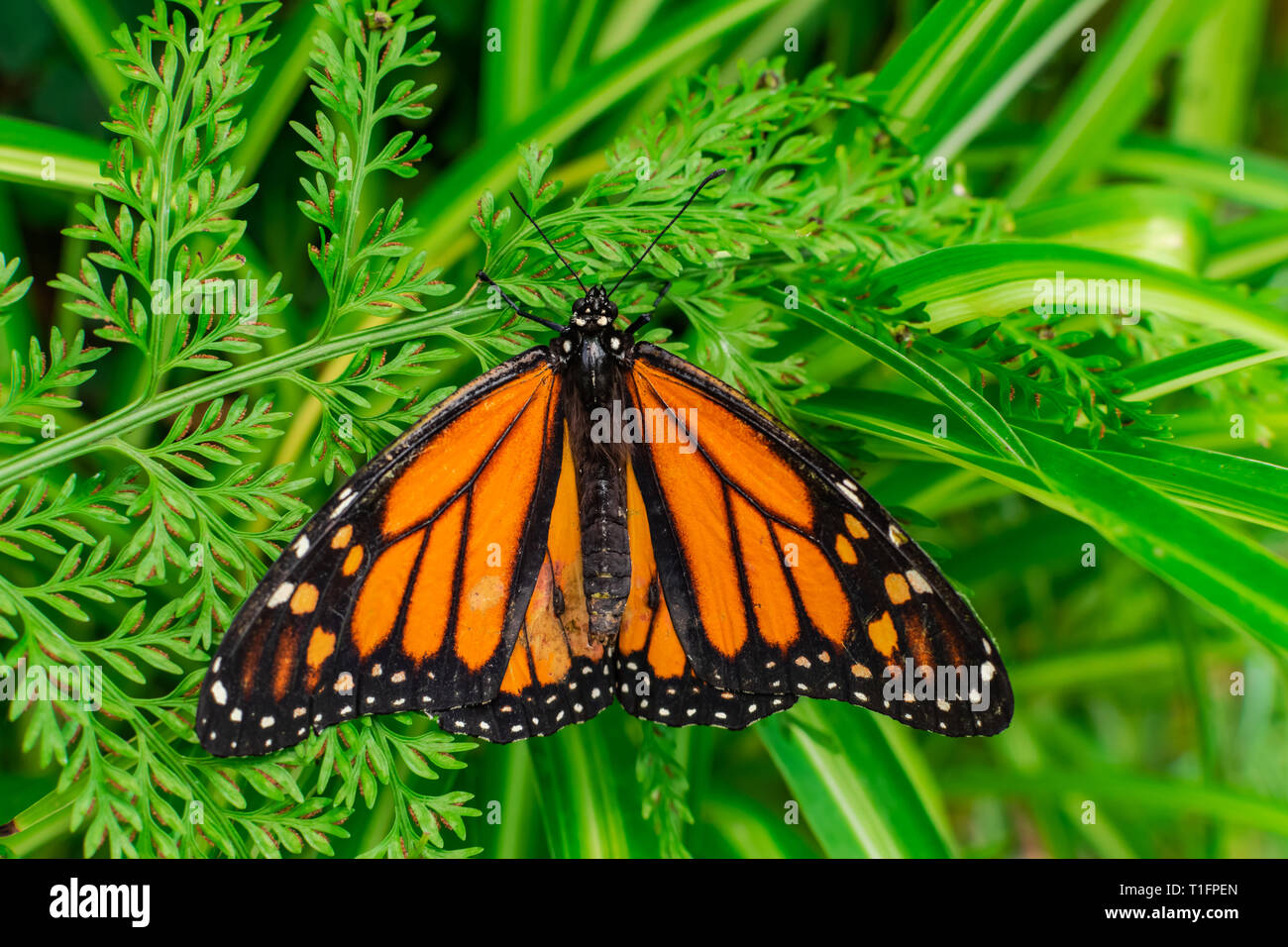 Farfalla monarca (Danaus plexippus), con ante aperte, su una foglia verde Foto Stock
