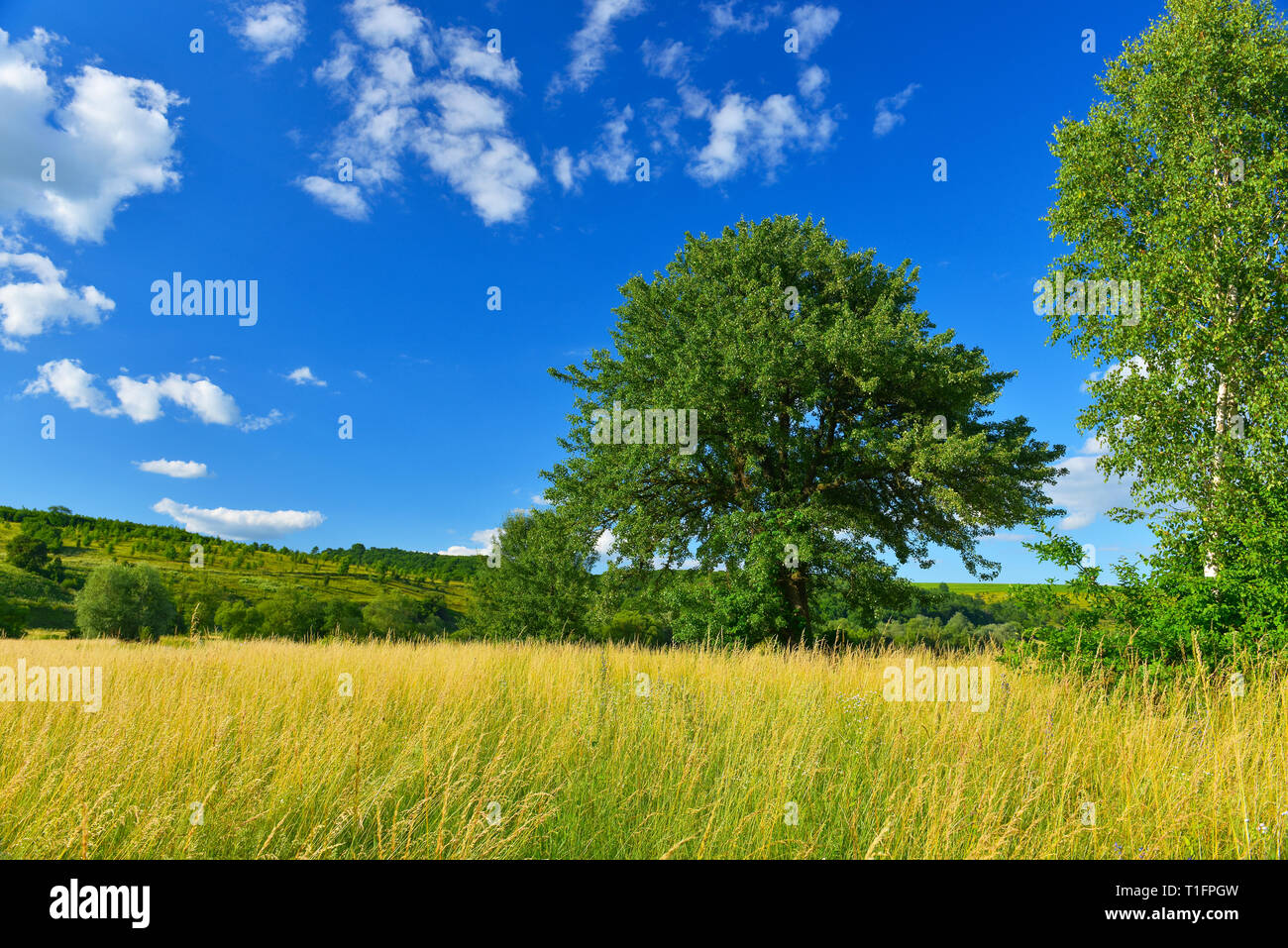 Paesaggio rurale con campo soleggiato Foto Stock