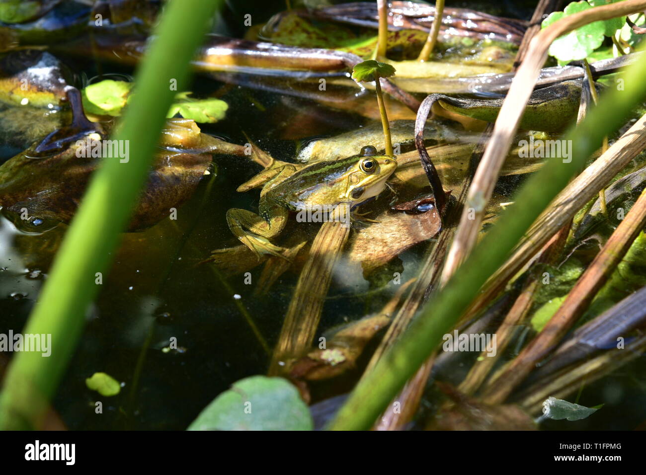 In prossimità di una rana verde in uno stagno. Rana verde Foto Stock