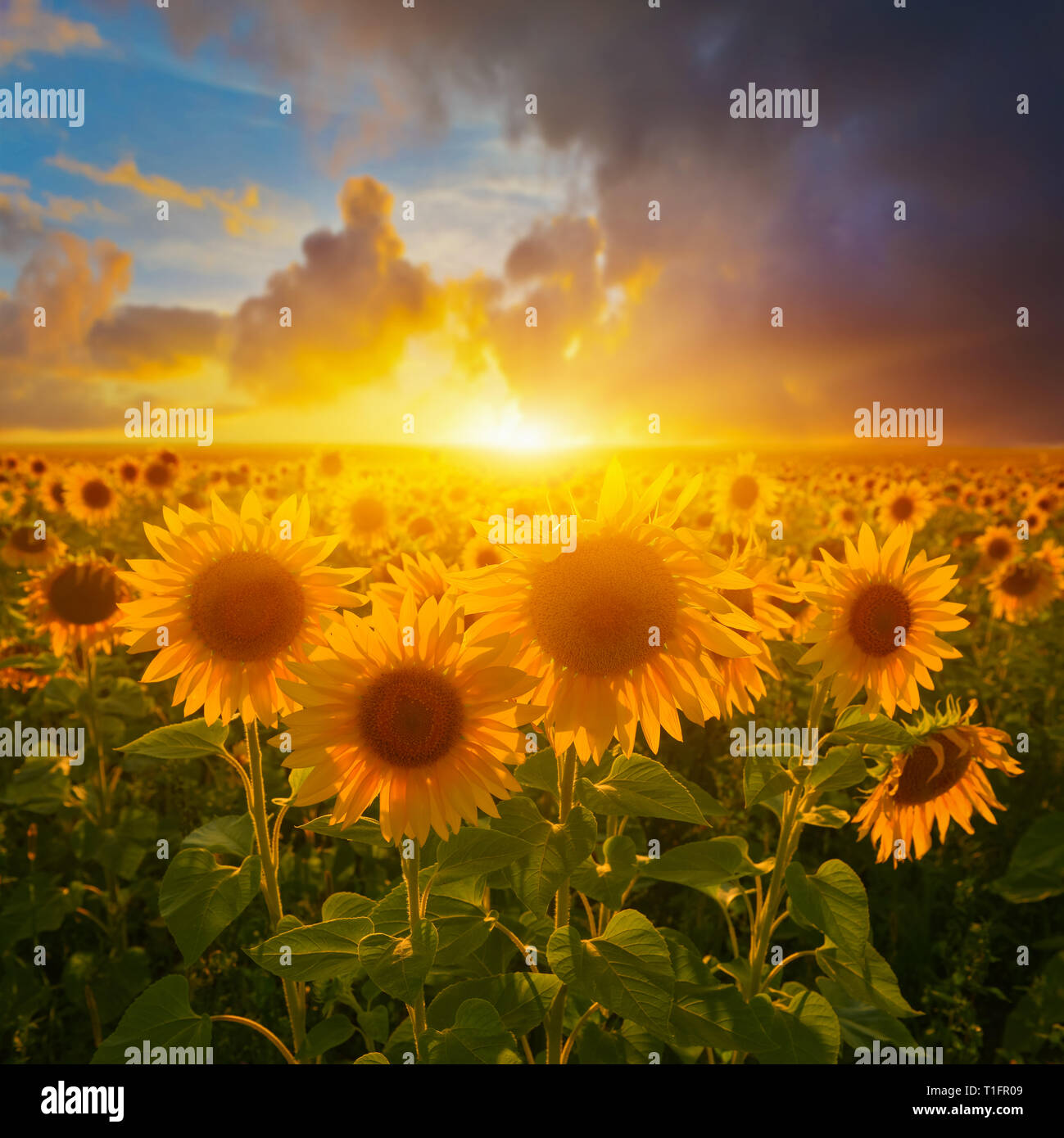 La mattina presto un campo di girasoli sotto Rising Sun Foto Stock