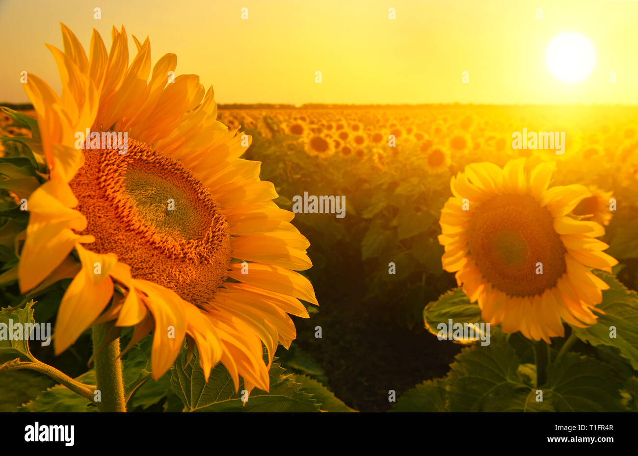 La mattina presto un campo di girasoli sotto Rising Sun Foto Stock