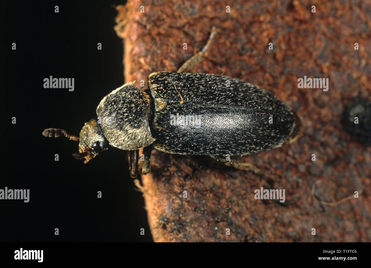 Nascondere o pancetta beetle (Dermestes maculatus) adulto su cuoio, si nutre di carogne o a secco di prodotti di origine animale Foto Stock