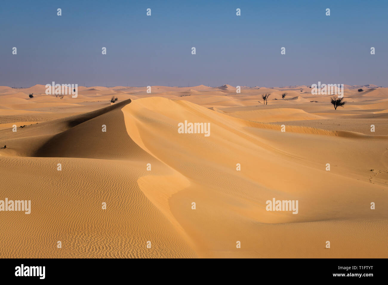 Il paesaggio del Deserto vicino a Abu Dhabi, Emirati arabi uniti, tutti gli alberi sono stati piantati artificialmente e vengono regolarmente irrigato dalla gente del luogo Foto Stock