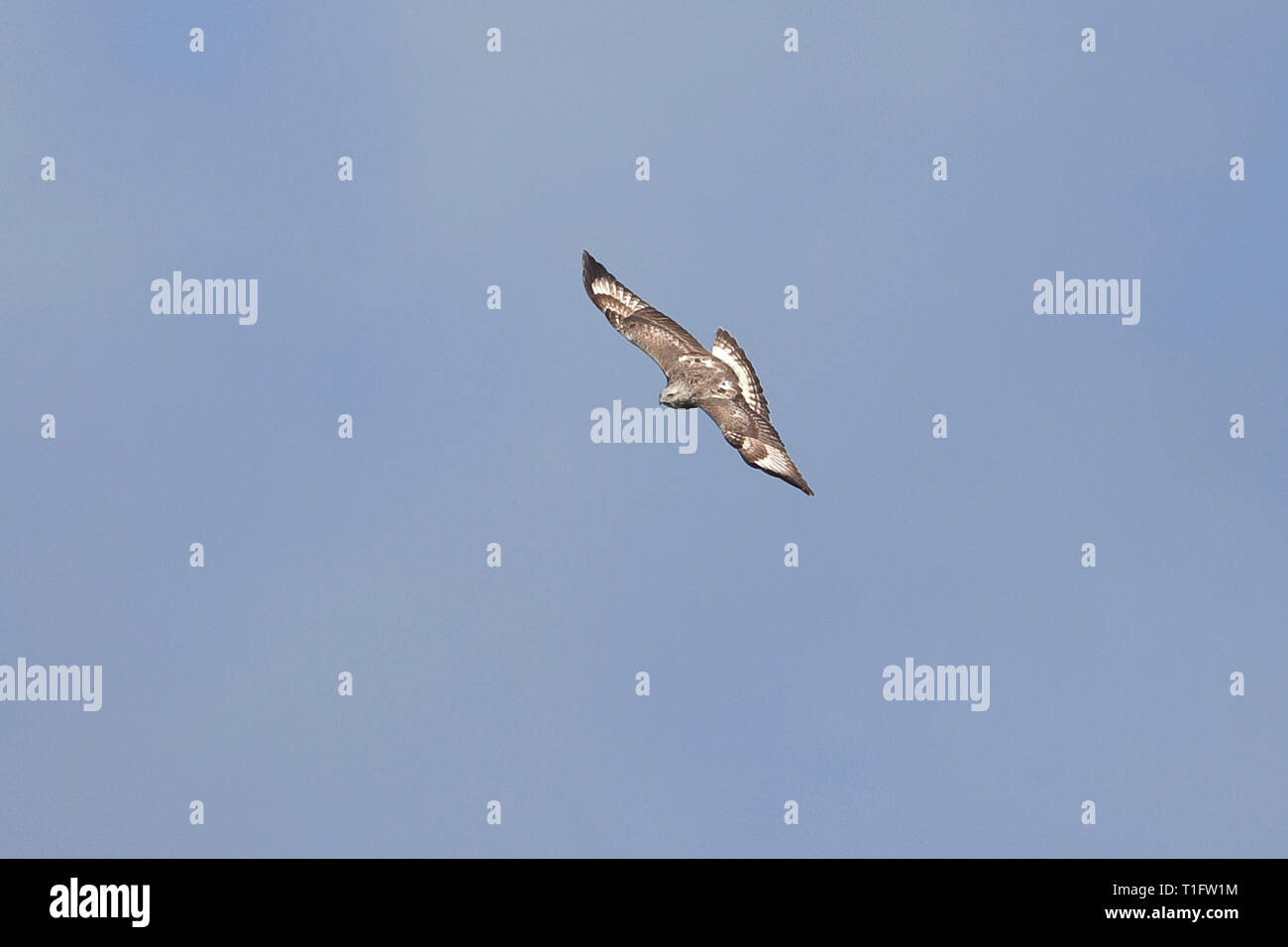 Rough-zampe Poiana (Buteo lagopus) Norfolk GB UK Marzo 2015 Foto Stock