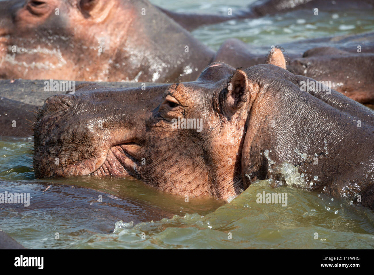 Close up di ippopotamo (Hippopotamus amphibius) nel canale Kazinga entro il Queen Elizabeth National Park, Sud ovest dell Uganda, Africa orientale Foto Stock