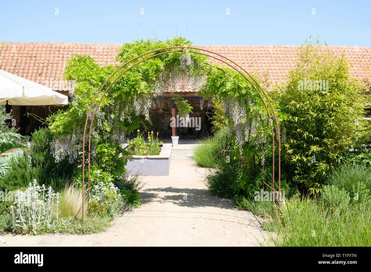 Il Glicine che cresce su un traliccio di supporto Torna al giardino, una farm shop e caffetteria in Letheringsett, Holt, North Norfolk, Inghilterra. Foto Stock