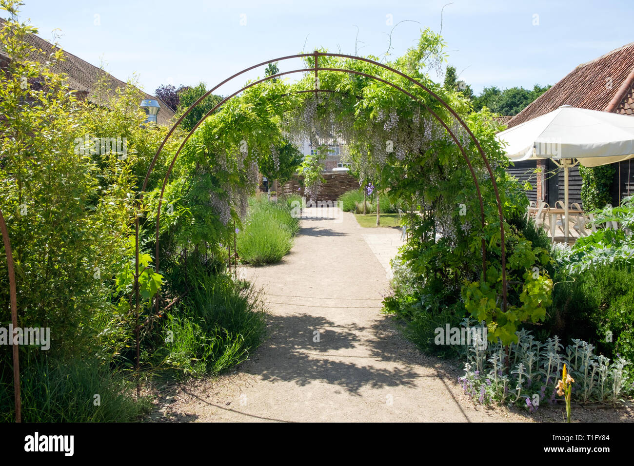 Il Glicine che cresce su un traliccio di supporto Torna al giardino, una farm shop e caffetteria in Letheringsett, Holt, North Norfolk, Inghilterra. Foto Stock