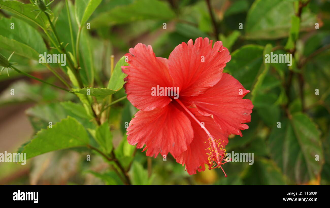 Hibiscus rosa-sinensis fiore | Cina rose | ചെമ്പരത്തി Foto Stock