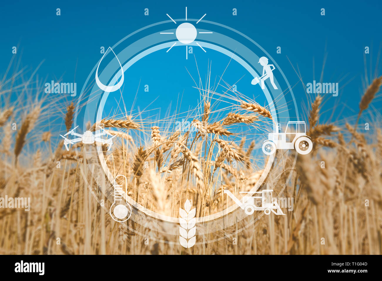 Sensore digitale di icone per la gestione e il monitoraggio dell'agricoltura Foto Stock