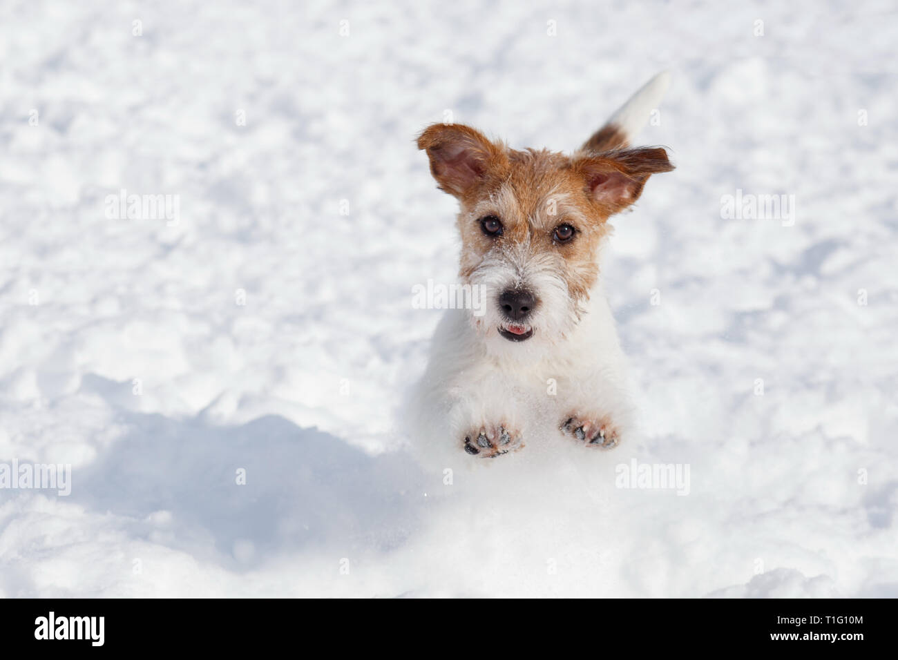 Carino jack russell terrier cucciolo è saltando su un bianco della neve. Gli animali da compagnia. Cane di razza. Foto Stock