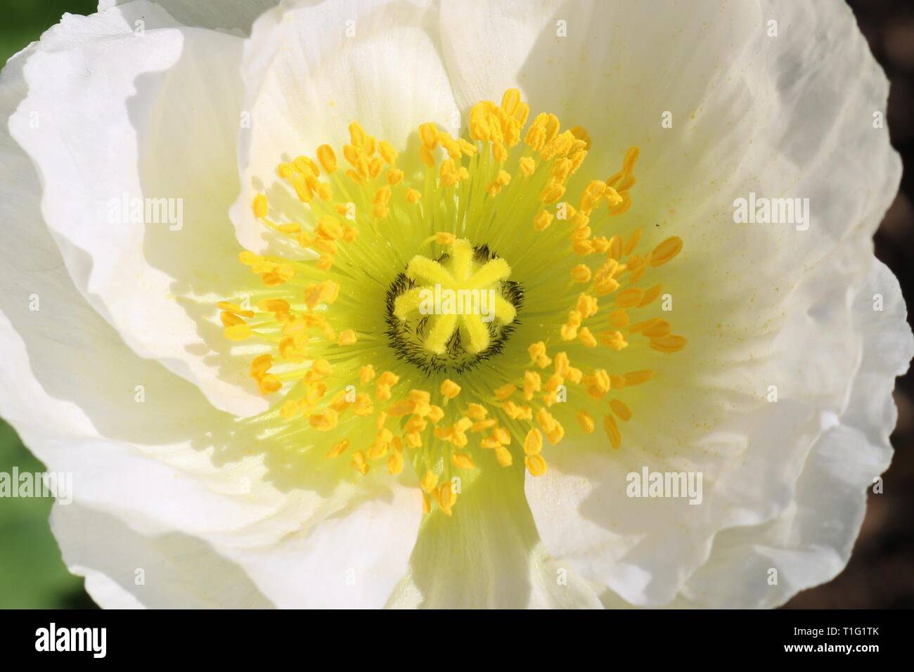 Ripresa macro di un bianco semi di papavero fiore con il suo giallo stame e pistillo Foto Stock