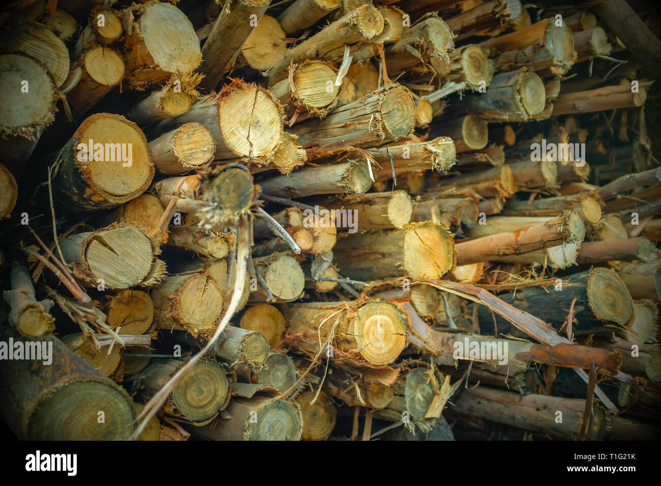 I registri di segato per essere trasportati da segheria Foto Stock