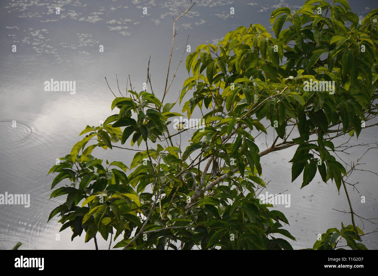 La foresta pluviale giungla Ecuador Foto Stock