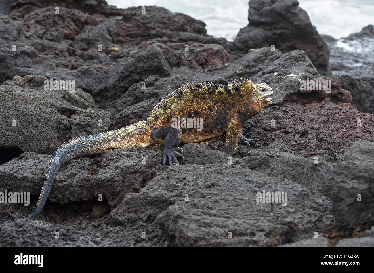 Maschio di iguana marina Amblyrhynchus cristatus albemarlensis in posizione di difesa a bocca aperta, Isabela Island, Isole Galapagos, Ecuador Foto Stock