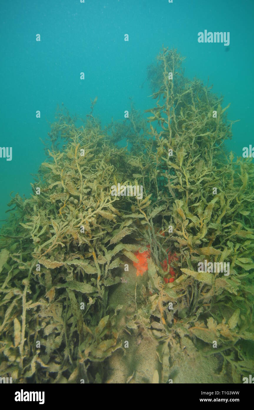 Red spugna incrostante crescente sul masso sotto la crescita densa di mare marrone erbacce coperto da uno strato di sedimenti fini. Foto Stock