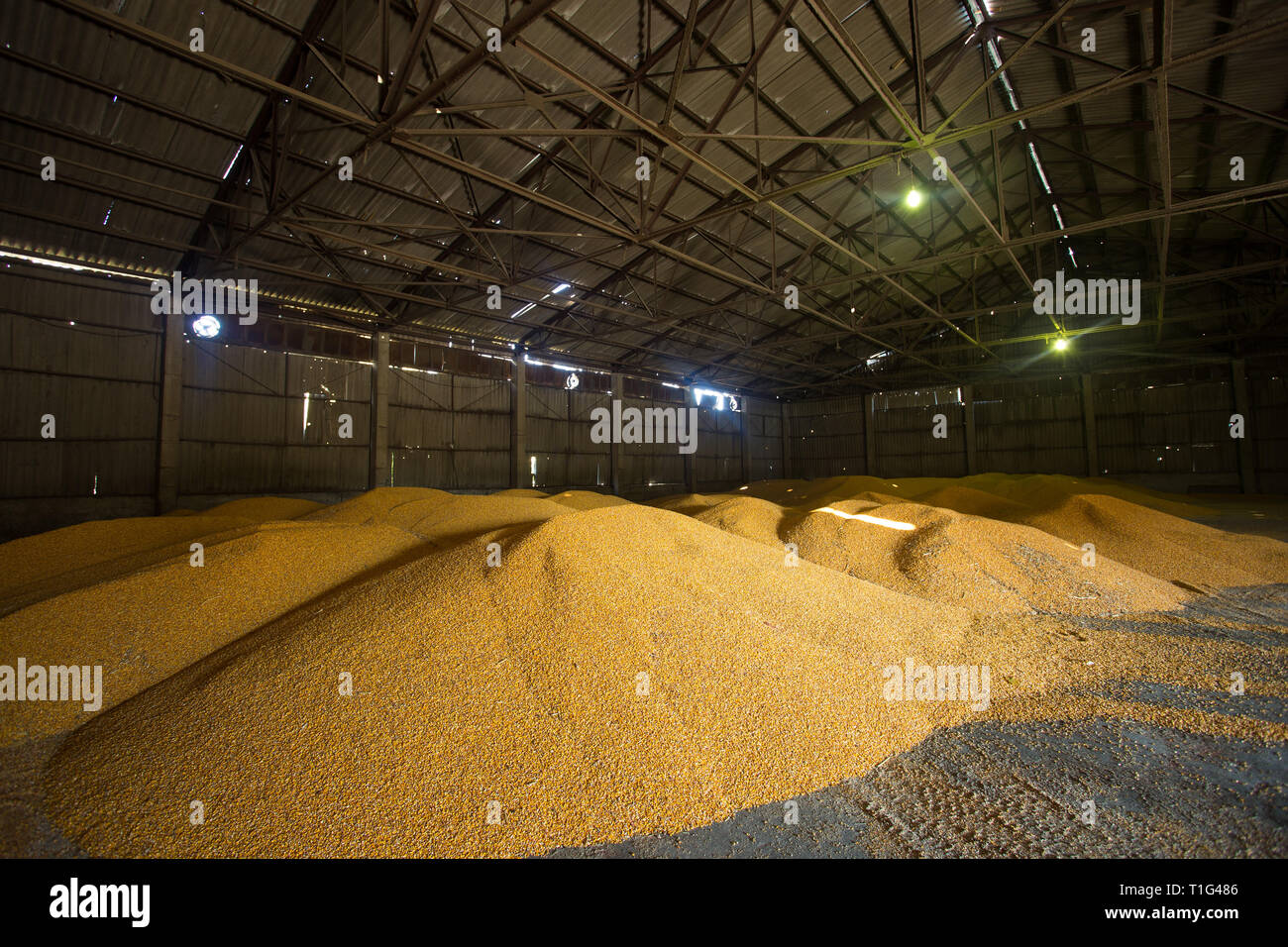 Shelter per lo stoccaggio del mais e granella prodotti. Grandi mucchi di grano sono costruiti sotto il tetto nel vecchio granaio. Vecchie tecnologie agricole sono in Foto Stock