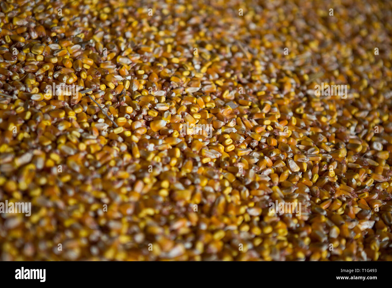 Shelter per lo stoccaggio del mais e granella prodotti. Grandi mucchi di grano sono costruiti sotto il tetto nel vecchio granaio. Vecchie tecnologie agricole sono in Foto Stock