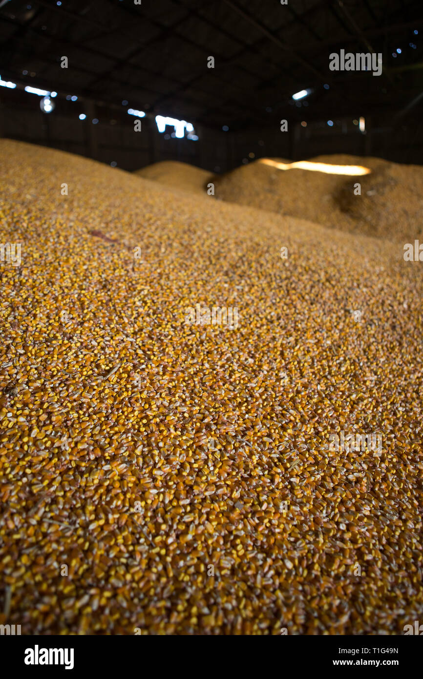 Shelter per lo stoccaggio del mais e granella prodotti. Grandi mucchi di grano sono costruiti sotto il tetto nel vecchio granaio. Vecchie tecnologie agricole sono in Foto Stock