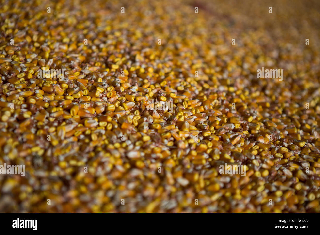 Shelter per lo stoccaggio del mais e granella prodotti. Grandi mucchi di grano sono costruiti sotto il tetto nel vecchio granaio. Vecchie tecnologie agricole sono in Foto Stock
