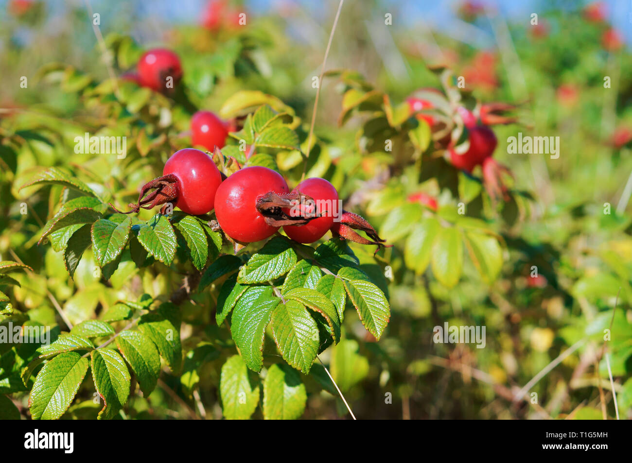 Le rosse bacche di rosa canina, medicinale cinorrodi round Foto Stock