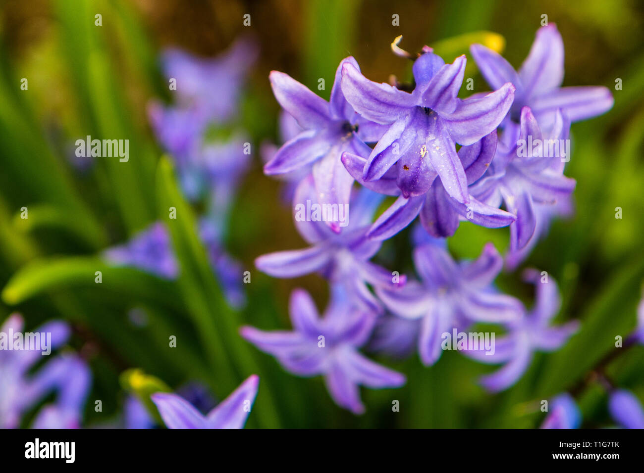 Agapanthus purple fiore di primavera Foto Stock