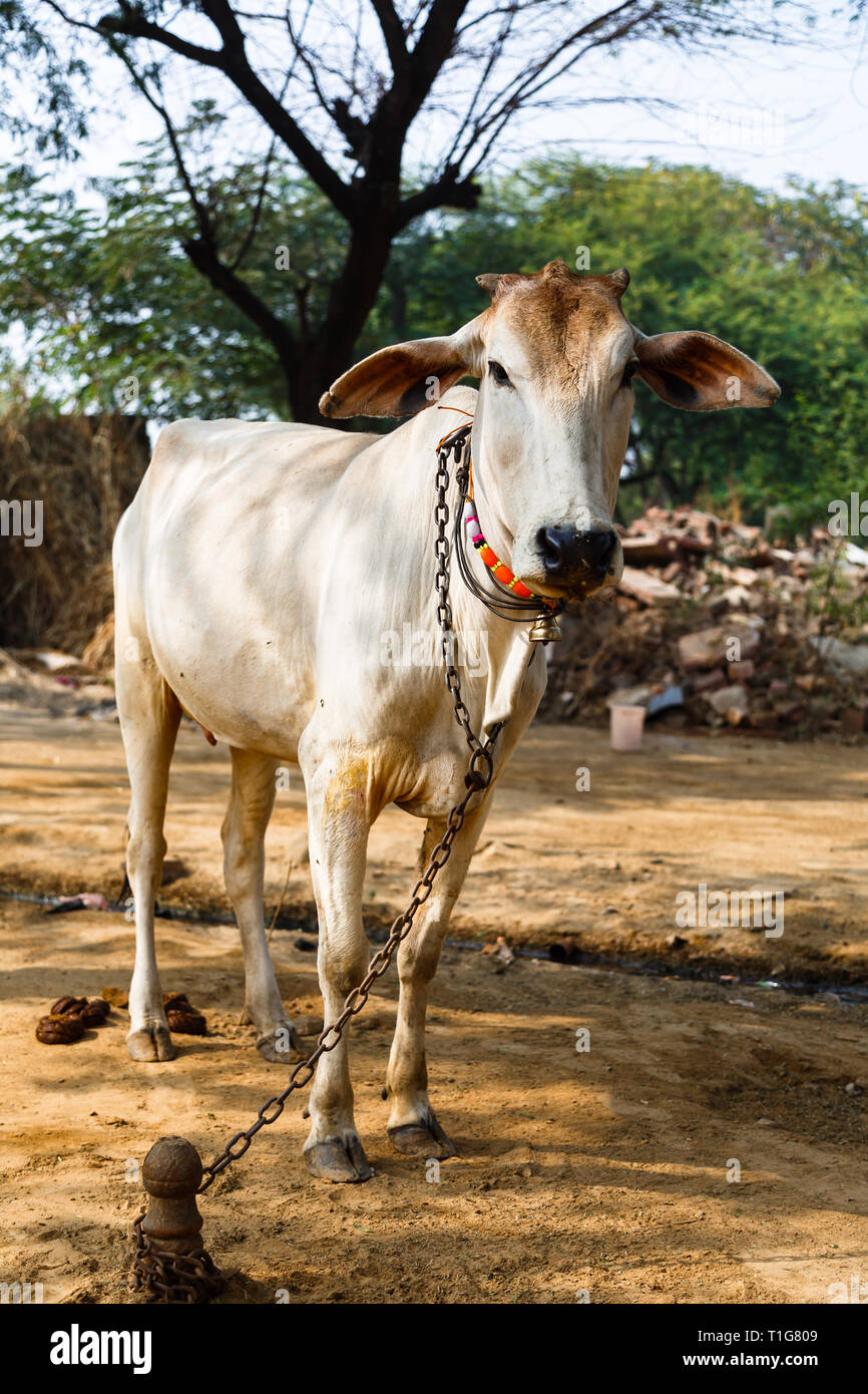 Mucca animale sacro in India Foto Stock