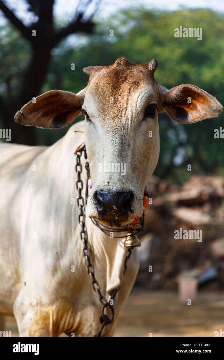 Mucca animale sacro in India Foto Stock