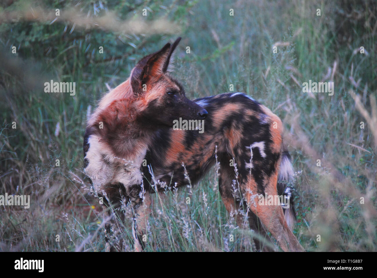 Un membro di un pacco di colorati cani selvatici sulla caccia. In allerta, questa si guardò velocemente sulla sua spalla. Fotografato mentre su safari nel Nord Foto Stock