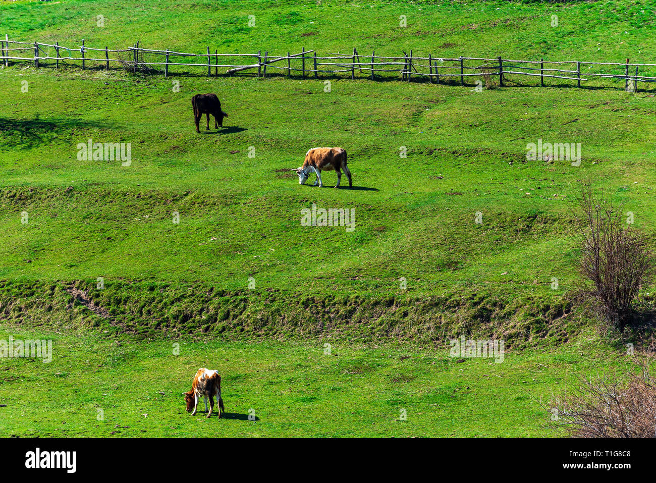 Primavera in montagna Rhodope, vacche nel campo verde. Bellissimo paesaggio dalla Bulgaria, Europa Foto Stock