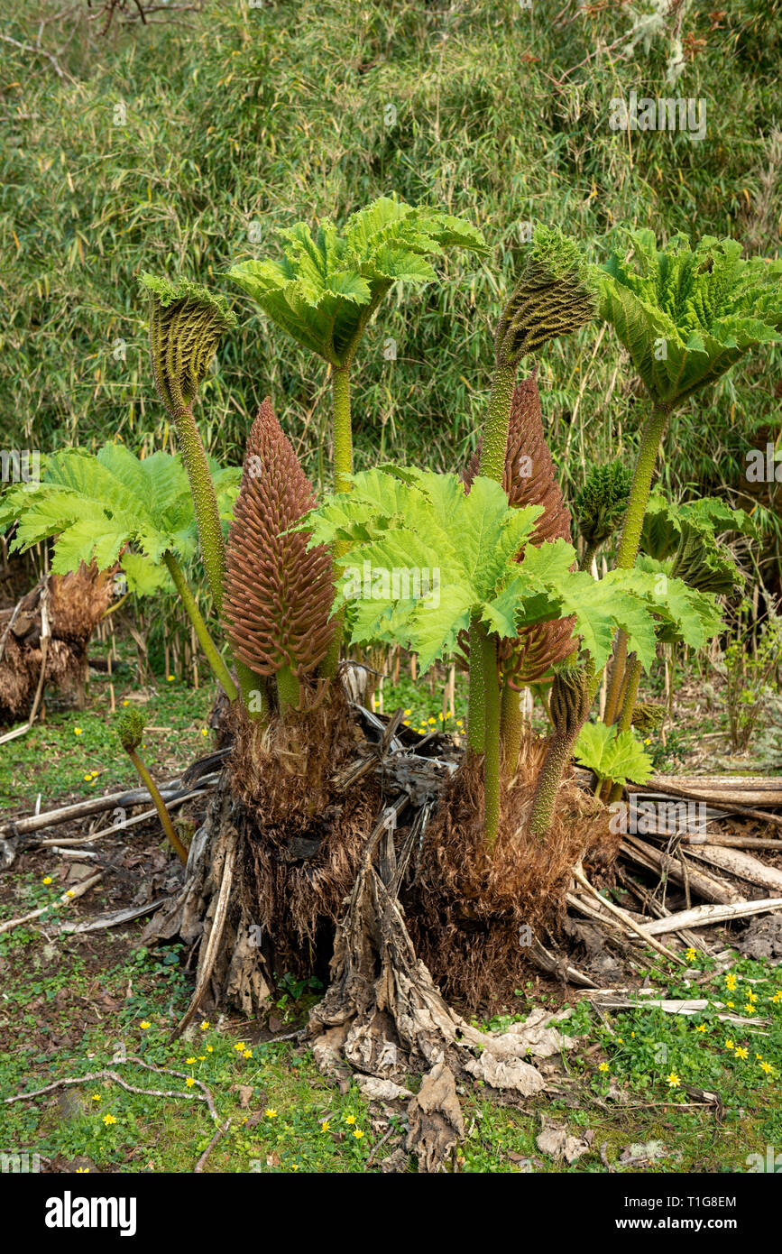 Brazillian gigante rabarbaro Gunnera manicata nuove foglie e fiorire all'inizio della primavera nei Muckross Gardens, Killarney National Park, County Kerry, Irlanda Foto Stock