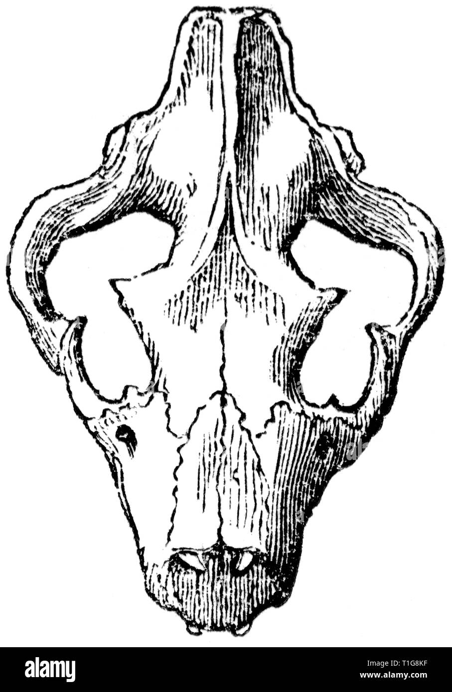 Taglio di legno intagliato, illustrazione presa da "tesoro di storia naturale' da Samuele Maunder, pubblicato 1848 Foto Stock