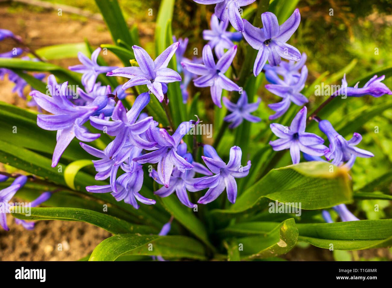 Agapanthus purple fiore di primavera Foto Stock