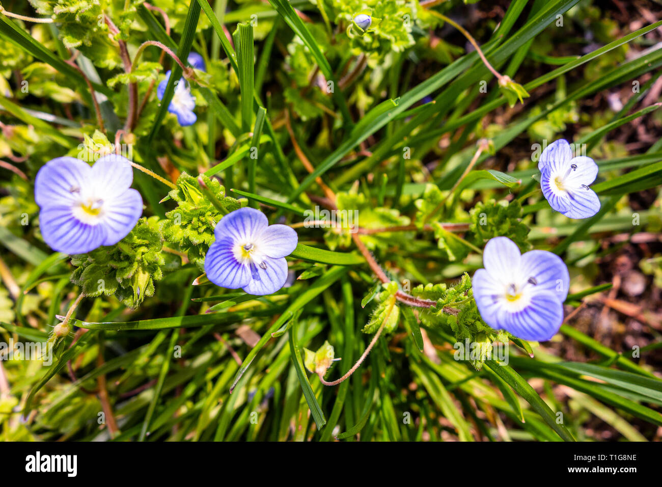 Brunnera macrophylla spring garden flower Foto Stock