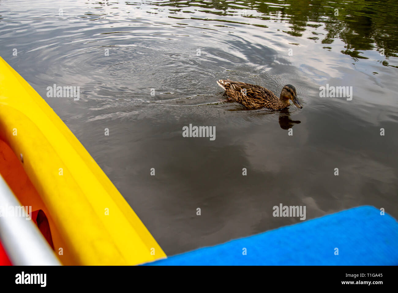 Le anatre. Duck nuotare nel fiume Gauja vicino yellow boat. Anatre sulla costa del fiume Gauja.Duck è una waterbird con un ampio blunt bill, gambe corte, webbe Foto Stock