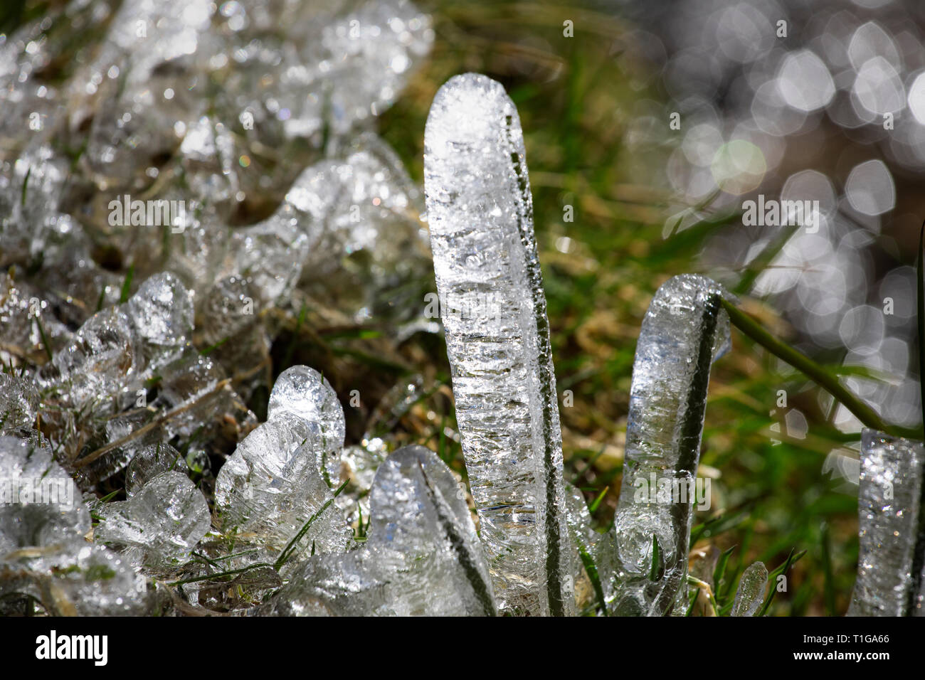 Congelati erba. La fusione del ghiaccio sulla germogliazione verdi freschi germogli di piante. Ghiaccio lucido forme di fantasia di close-up. Ghiaccioli con erba verde. Inizio della primavera. Foto Stock