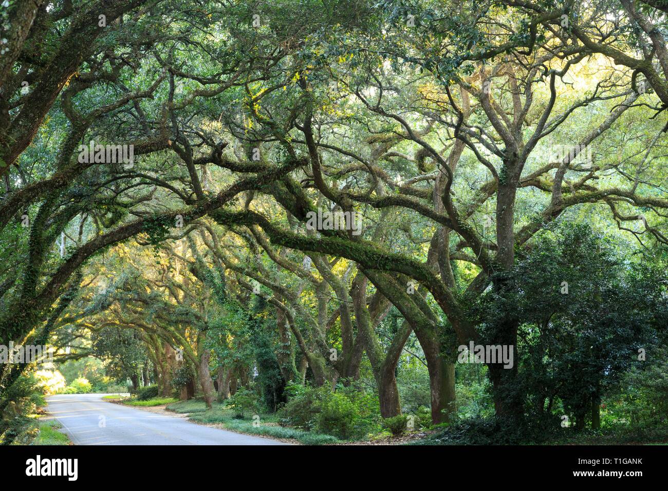Vecchio Hundred-Year Live Oak allee su strada, Magnolia molle, Alabama. Foto Stock