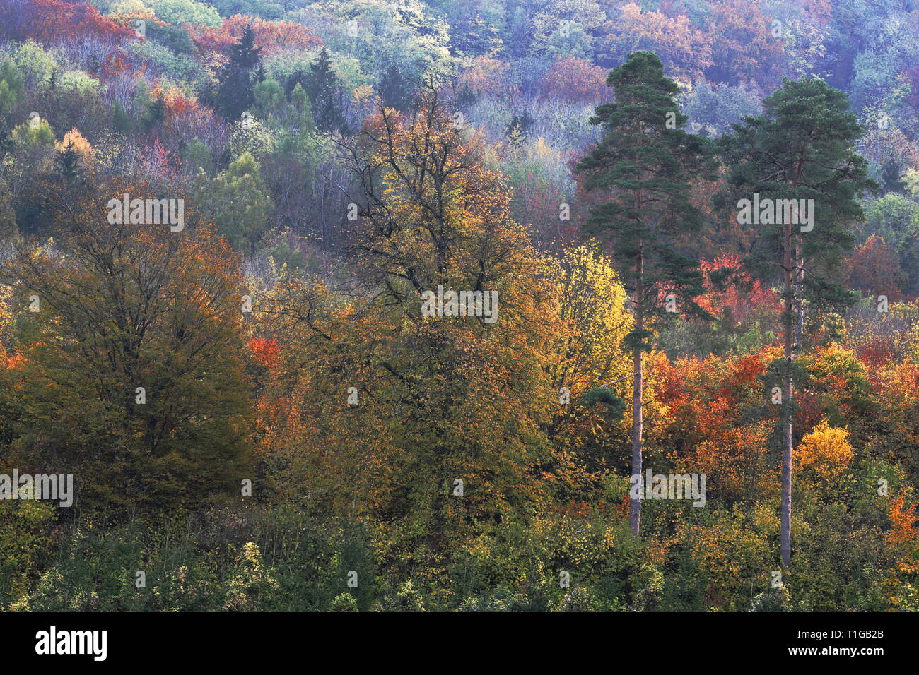 Herbstwald Laubverfärbung Herbststimmung Foto Stock