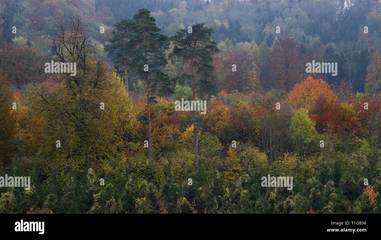 Herbstwald Laubverfärbung Herbststimmung Foto Stock