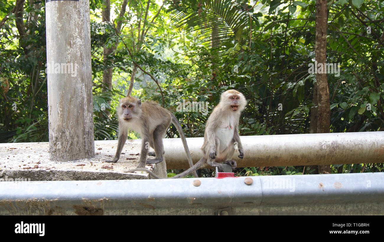 KEDAH, Langkawi, Malesia - Aprile 09th, 2015: lunga coda Macaque seduta accanto alla strada Foto Stock