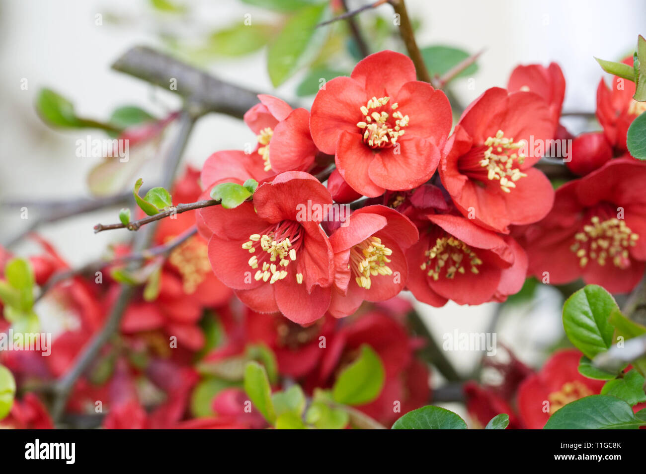 Chaenomeles fiori. La Japonica in primavera. Foto Stock