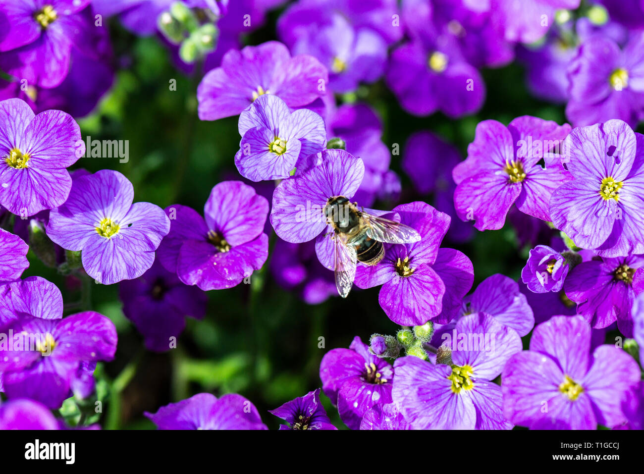 Un hoverfly sul fiore di un Aubretia (Aubrieta) Foto Stock