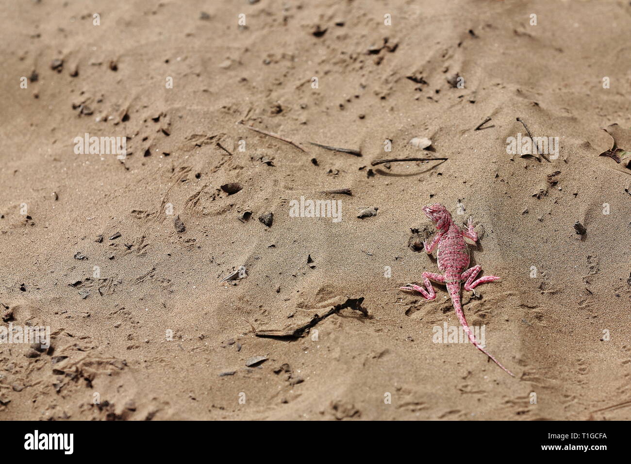 Phrynocephalus versicolor o testa di punta variegated agama lizard. Taklamakan Desert-Xinjiang-Cina-0069 Foto Stock