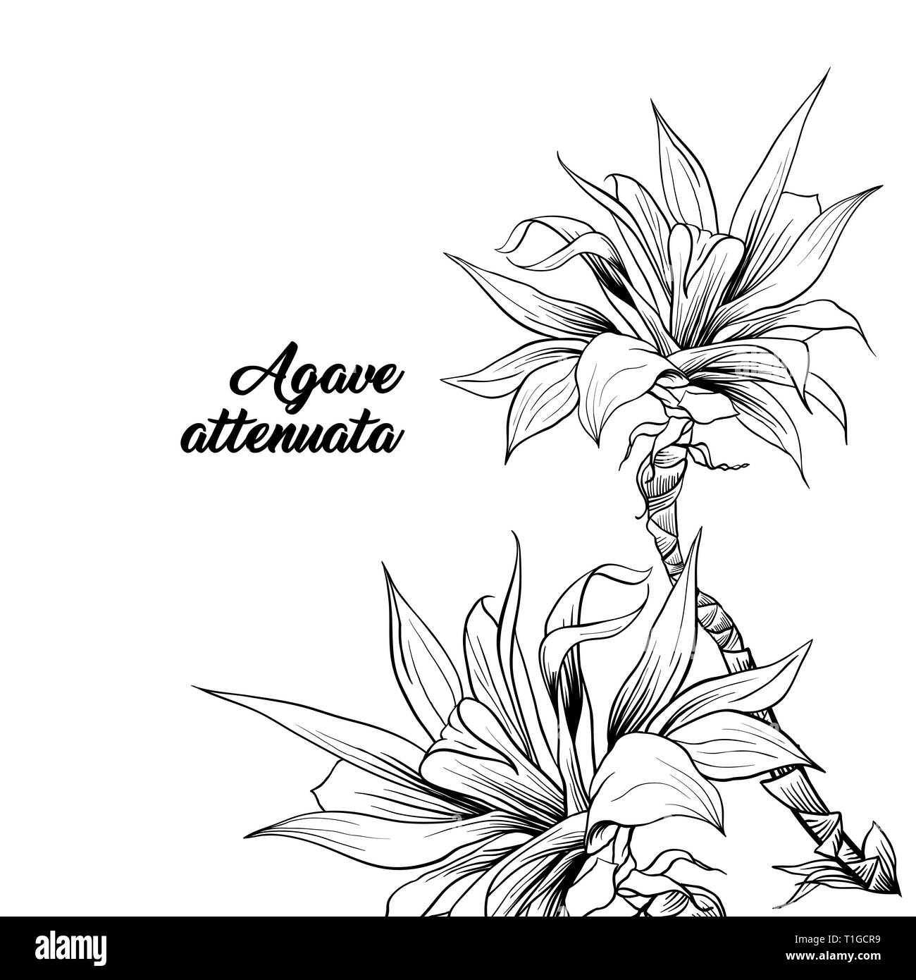 Agave attenuata con nome disegnati a mano illustrazione. Palm tree rami penna a inchiostro di disegno. Clipart botanica con la calligrafia. Pianta tropicale delineare sketch. Foglie esotiche monocromatico elemento di design Illustrazione Vettoriale