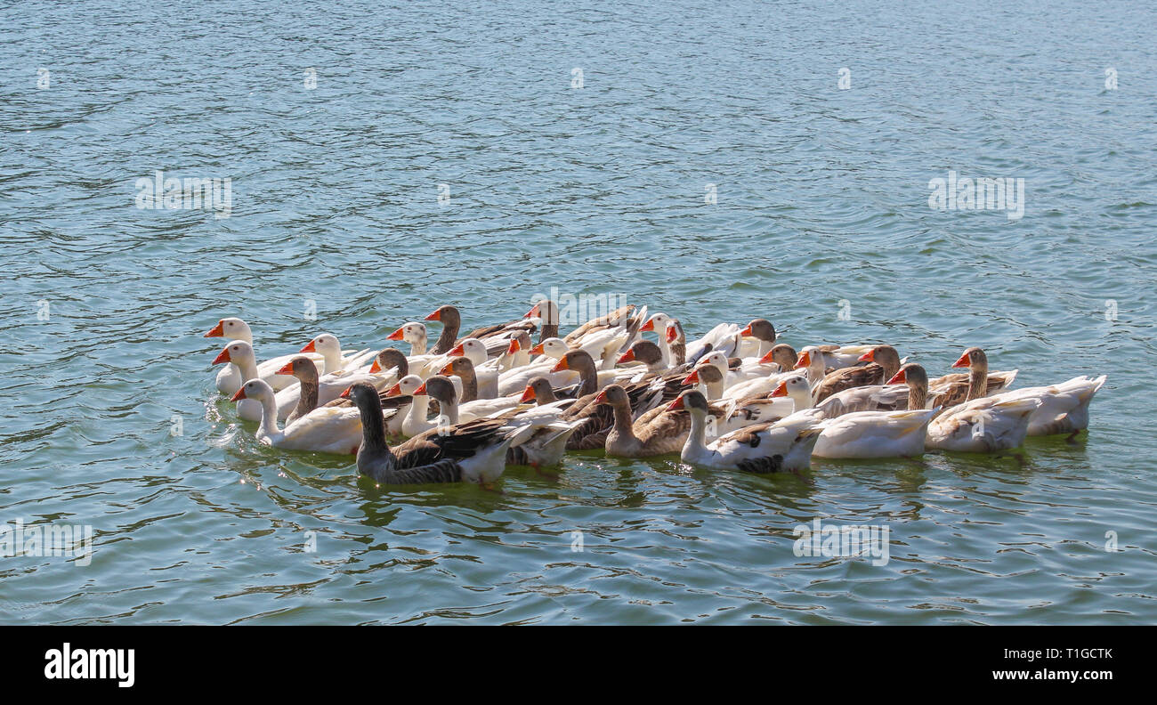 Oche sul lago, oca Foto Stock