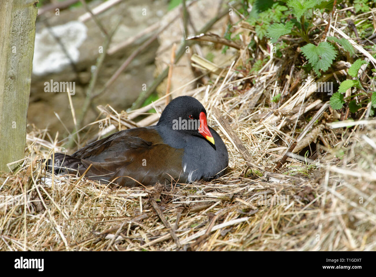Comune - Moorhen Gallinula chloropus sul nido di paglia Foto Stock