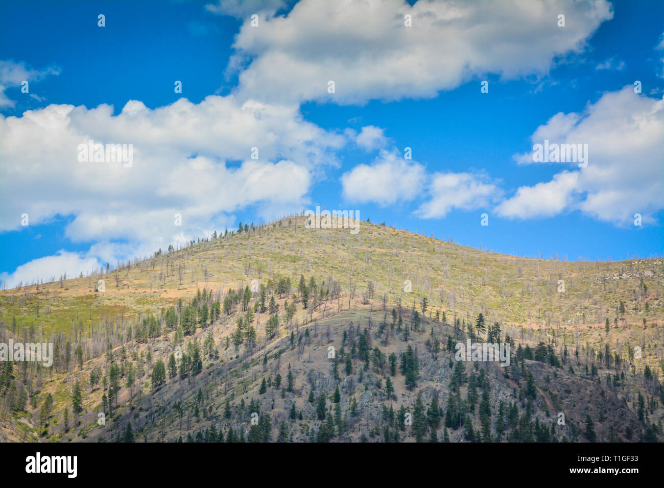 Un big sky country vista del cielo blu con puffy nuvole bianche su una cima in Western Montana, USA Foto Stock