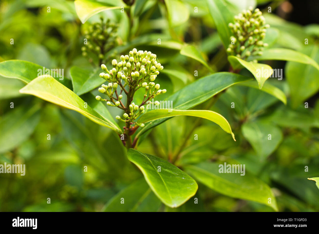 La copertura di Laurel sta per fiorire in Surrey, British Columbia, Canada Foto Stock