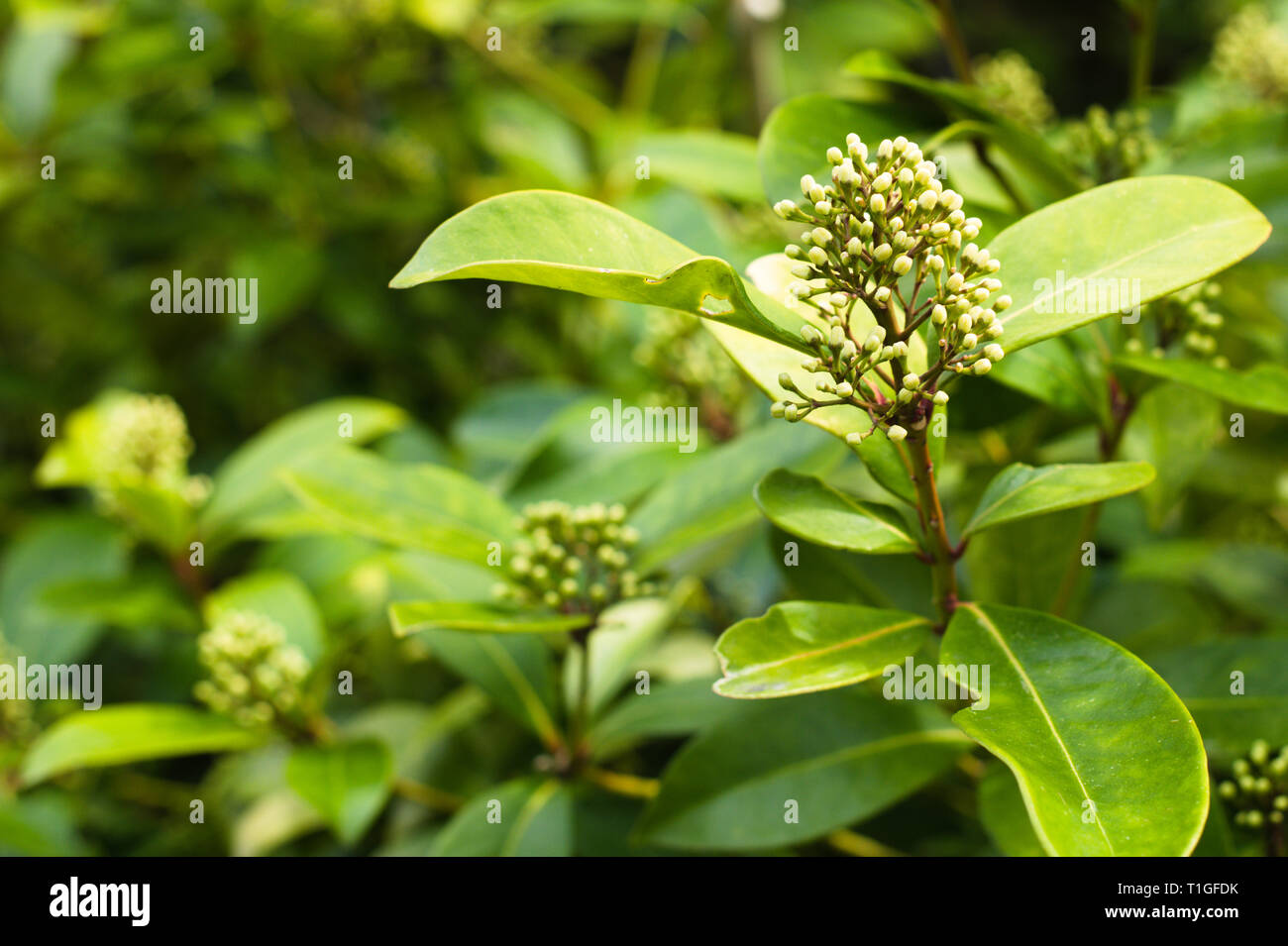La copertura di Laurel sta per fiorire in Surrey, British Columbia, Canada Foto Stock