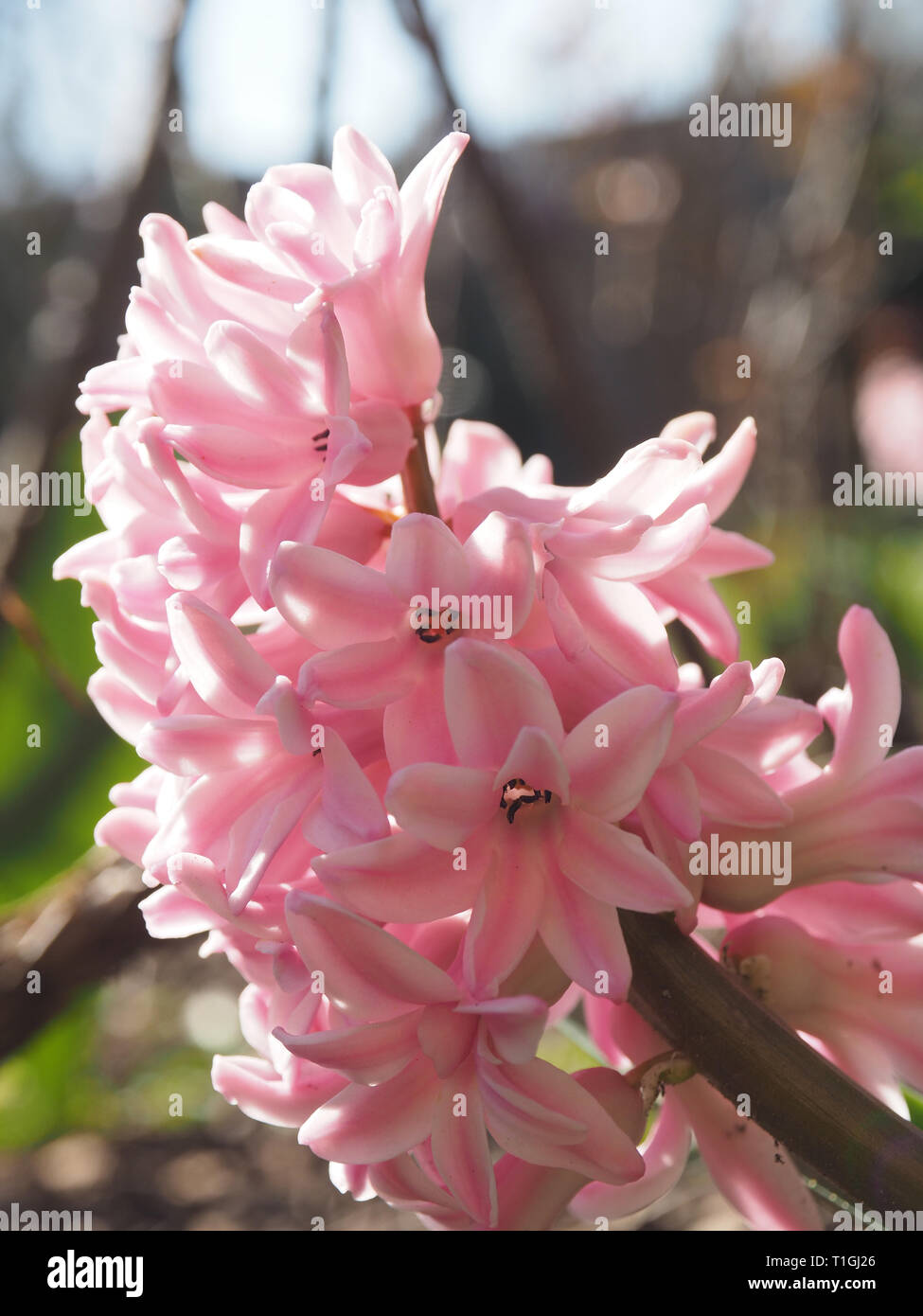 Giacinto di rosa in un parco, stagione impianti specifici Foto Stock